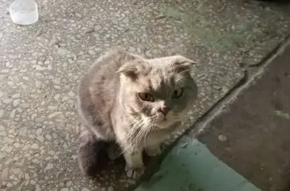 Найдена кошка, Тольятти, фото: Найдена кошка, улица Победы, 70, Тольятти - вислоухая с коротким хвостиком