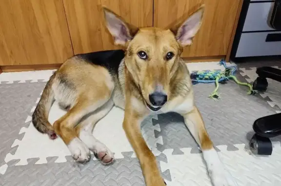 Найдена собака, Жуковский, фото: Найден собака, Жуковский, Московская область - молодой метис с электроошейником