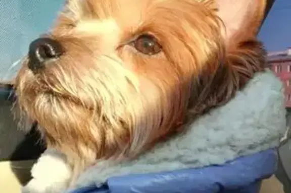 Пропала собака, женский пол, Абаканская улица, 51Д, Минусинск - йорк в синем комбинезоне - photo