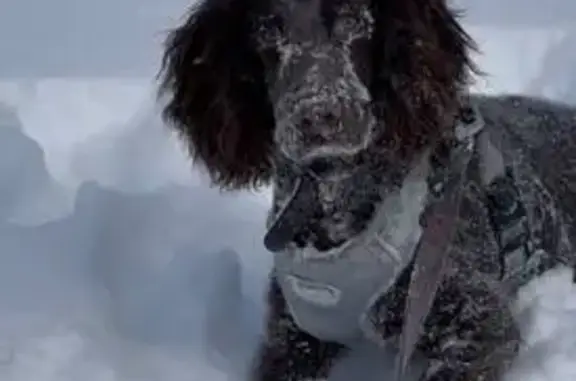 Пропал собака, 37Н-2314, Даньково, Щучье - photo