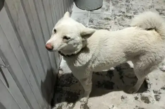 Найденные животные Омск, фото: Найден собака, 4-й Амурский проезд, Омск - белый, кожаный тёмный ошейник