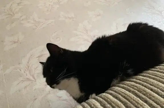 Пропал кот, улица Водников, 10, Астрахань - чёрный с белой грудью - photo