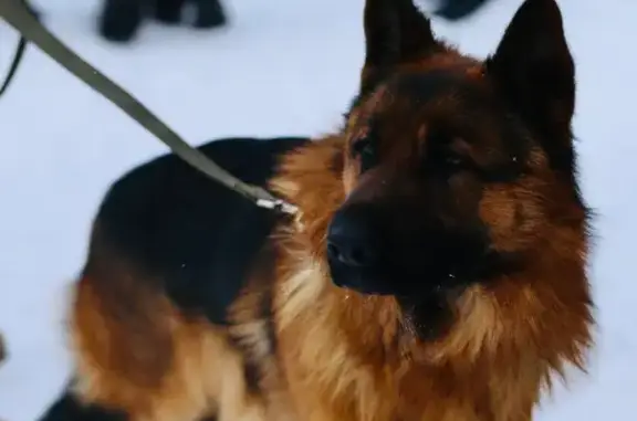 Потерянные животные Чайковский, фото: Пропал собака, улица Завьялова, Чайковский - чёрно-рыжий окрас, пушистый кобель