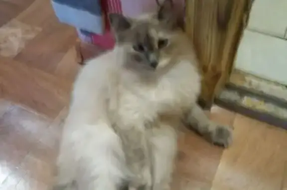 Пропала кошка, Авиационная улица, 49, Красный Кут - белая пушистая с чёрным хвостом - photo