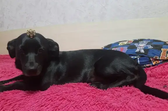 Пропала собака, улица Ярославского, 278, Иркутск - маленькая чёрная собачка - photo