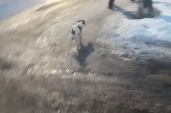 Найденные животные Тамбов, фото: Найдена собака, улица Уборевича, 11, Тамбов - в шлейке, очень шустрая