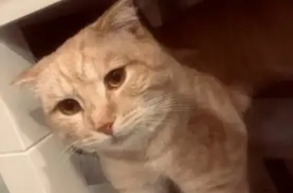 Найдена кошка, Арзамас, Нижегородская область - персиковый окрас, рыжие глаза - photo