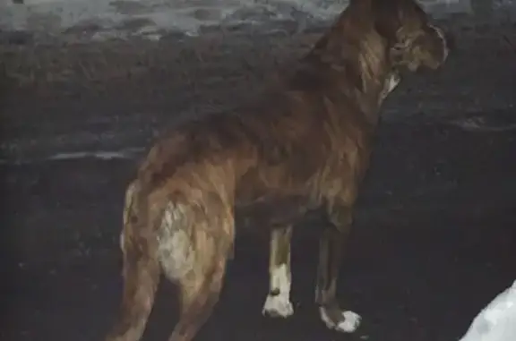 Объявления о пропавших и найденных животных, Нижний Новгород, фото: Найдена собака, Рулевой переулок, 13, Нижний Новгород - вид потерянный, не похожа на дворнягу