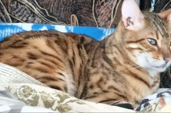 Пропал кот, Мирово, Новгородская область - порода бегал, кастрирован - photo