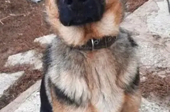 Пропал собака, мужской, 18-я Линия, Весенний сельсовет - коричневые чёрные, мордочка чернинкая - photo