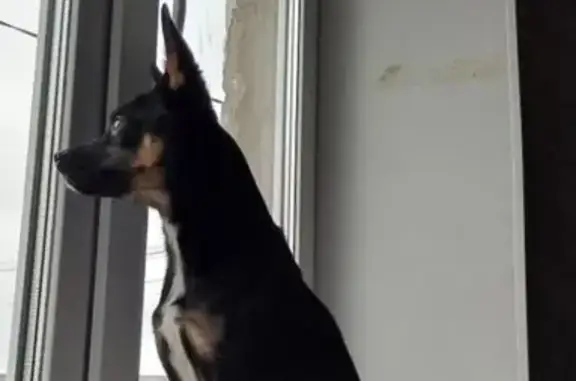 Пропал собака, мужской, Лазурная улица, 13, Мариинский - photo