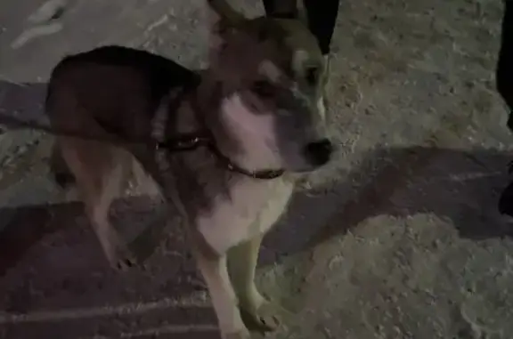 Найденные животные Омск, фото: Найдена собака, улица Перелёта, Омск - молодой мальчик