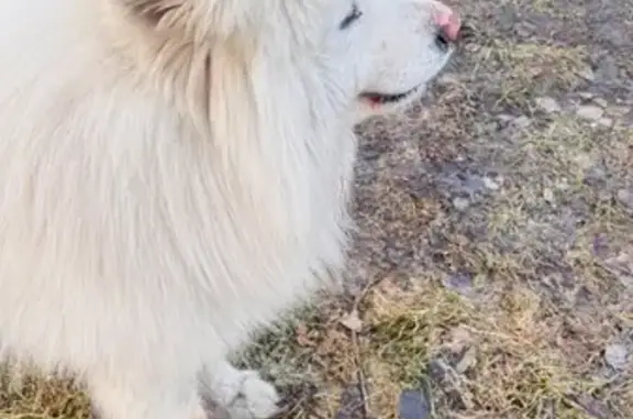 Найденные животные Калининград, фото: Найдена собака, Калининград, Калининградская область - два белых самоеда