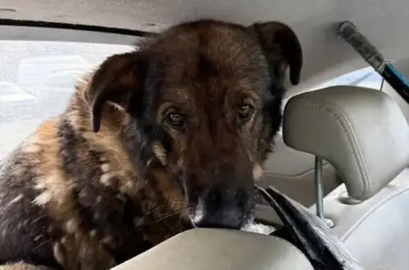 Объявления о пропавших и найденных животных, Челябинск, фото: Найден собака, мужской, улица Университетская Набережная, 24, Челябинск