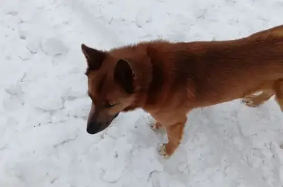 Найденные животные Новочебоксарск, фото: Найдена собака, Восточная улица, 14, Новочебоксарск - рыжий, весёлый пёс