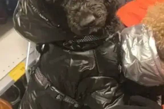 Собаки потеряшки, Пенза, фото: Потеряшка собака, Московская улица, 82, Пенза - чёрный той пудель