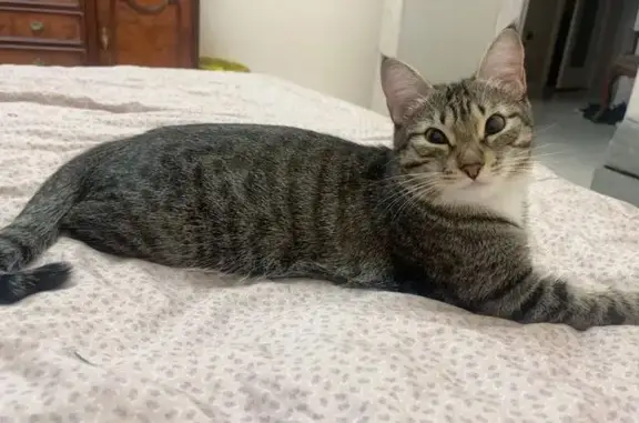 Пропала кошка, улица Смолина, 54А, Улан-Удэ - отзывается на имя Кола - photo