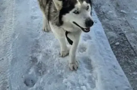 Найдена собака, Егорьевск, фото: Найден хаски, Егорьевск - Воскресенск, Московская область - мальчик с голубыми глазами