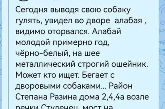 Найденные животные Тамбов, фото: Найден собака, мужской, улица Степана Разина, 1А, Тамбов - алабай с чёрно-белым окрасом
