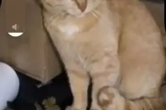 Объявления о пропавших и найденных животных, Ульяновск, фото: Найден кот, улица Свободы, Ульяновск - рыжий, карие глаза