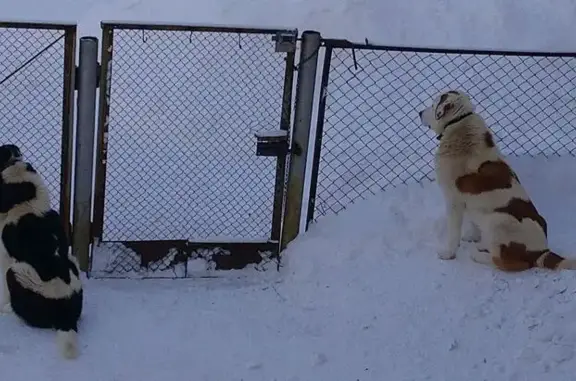 Пропал собака, Бакряж, Свердловская область - метис алабая, белый с коричневыми пятнами - photo