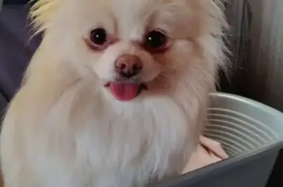 Пропала собака, Комаровка, Яхрома - кремовая, игривая - photo