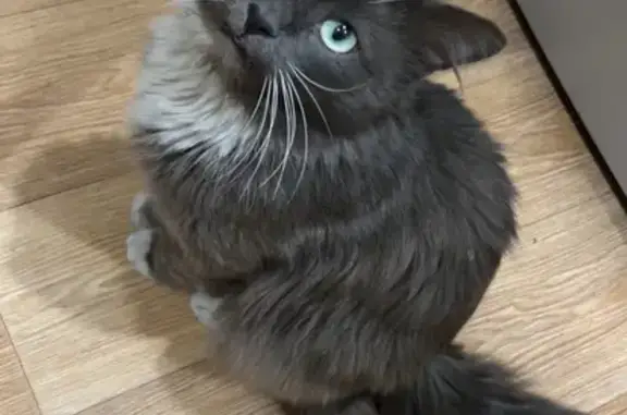 Пропала кошка, Окружная улица, 21, городской округ Пенза - крупное телосложение, длинный хвост - photo