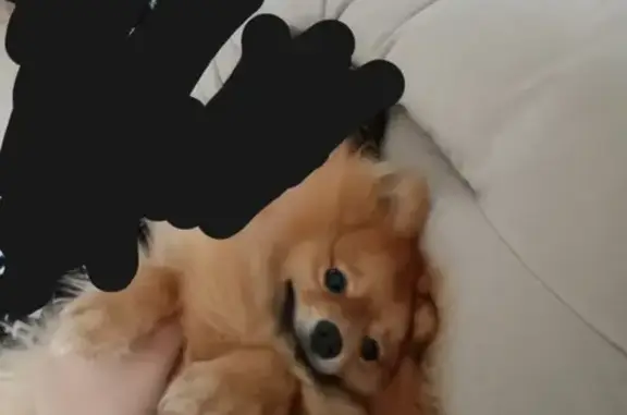 Пропал шпиц, Рябиновая улица, 28, Советский - откликается на имя Тоби - photo