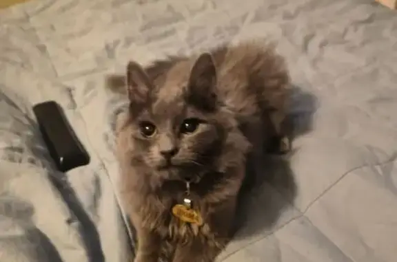 Пропал кот, улица Юных Ленинцев, 48, Москва - серый, без адресника - photo