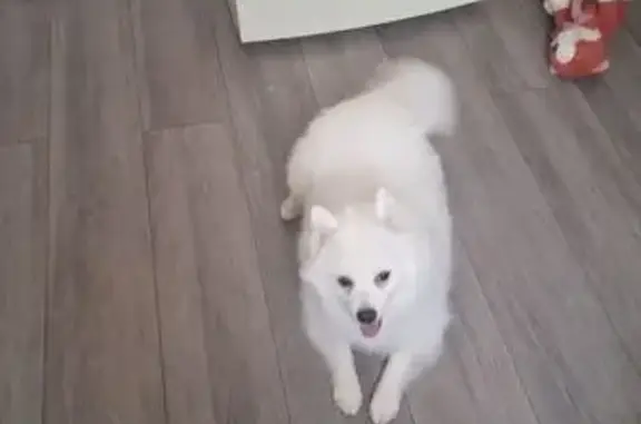 Объявления о пропавших и найденных животных, Москва, фото: Найден собака, Дубравная улица, Москва - белый шпиц с зелёным ошейником