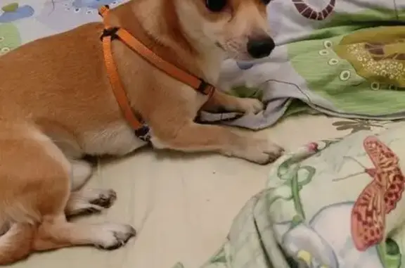 Найдена собака, Калининград, фото: Найден собака, улица Маршала Новикова, 15, Калининград - без поводка, но в шлейке