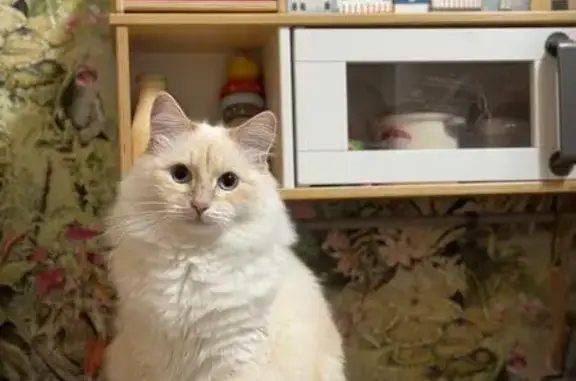 Пропал кот, улица Батырева, Домодедово - порода Рэгдол - photo