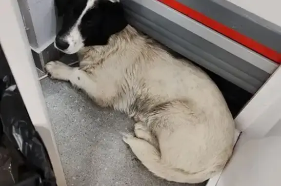 Объявления о пропавших и найденных животных, Изобильный, фото: Найдена собака, улица Чапаева, Изобильный - очень напугана