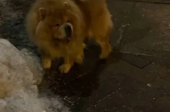 Объявления о пропавших и найденных животных, Москва, фото: Найдена собака, Садовническая улица, 58 с1, Москва - чау-чау