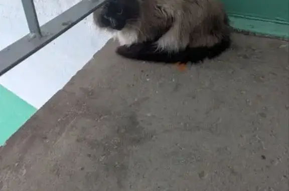 Найдена кошка, Фурманов, фото: Найдена кошка, улица Тимирязева, Фурманов - ухоженная и ласковая