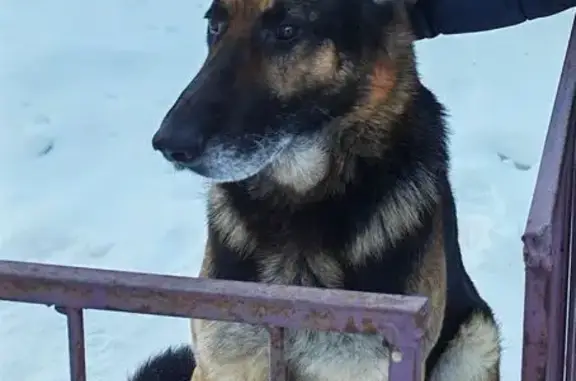 Пропал собака, улица Космонавтов, Петровск - немецкая овчарка - photo