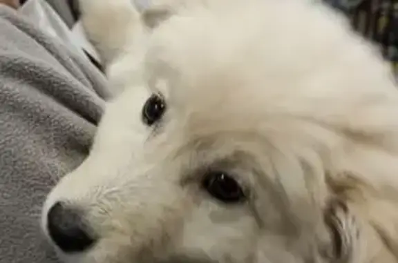 Найденные животные Новомосковск, фото: Найдена собака, девочка, улица Космонавтов, Новомосковск