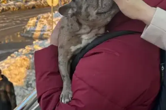 Найдена собака, Мытищи, фото: Найдена собака, проспект Астрахова, 8, Мытищи - девочка французский бульдог