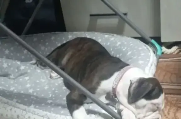 Пропала собака, Новороссийская улица, 132, Челябинск - белая с тигровыми полосками - photo