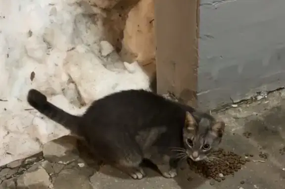 Найдена кошка, Москва, фото: Найдена кошка, проезд Черепановых, 32, Москва - ласковая и ухоженная