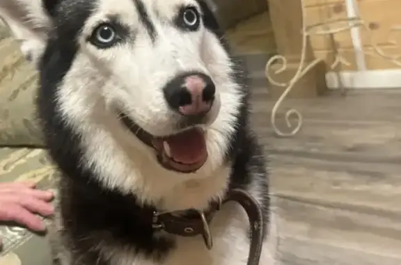 Найденные животные Талдомский городской округ, фото: Найдена собака, женская, деревня Жуково, Московская обл.