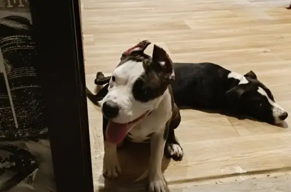 Муж ехал с работы и увидел её бегающую по проезжей части, подобрал и пока она у нас. Но в ближайшее время если не найдется хозяин будем вынуждены отдать в приют. Левый глаз чёрный, расцветка тигринная, хвост полностью чёрный кончик белый, коричневый ошейник. Очень дружелюбная