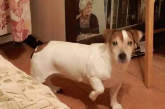 Найденные животные Серпухов, фото: Найдена собака, Гвардейская улица, 26А, Серпухов - девочка джек-рассел