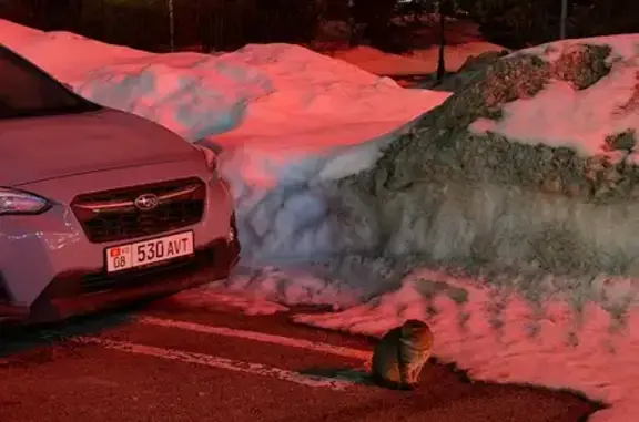 Объявления о пропавших и найденных животных, Красногорск, фото: Найдена кошка, Международная улица, Красногорск - взрослая вислоухая