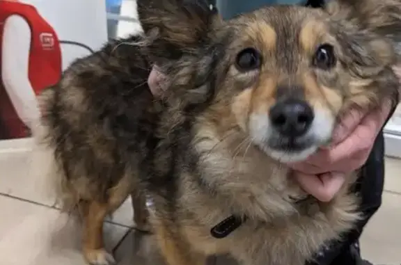 Найденные животные Набережные Челны, фото: Найдена собака, 65/07, Набережные Челны - чёрный ошейник