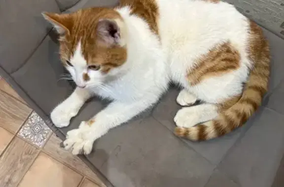 Найденные животные Тула, фото: Найдена кошка, улица Клары Цеткин, Тула - очень ласковый и ручной