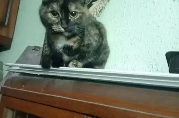 Объявления о пропавших и найденных животных, Нижний Новгород, фото: Найдена кошка, Мончегорская улица, Нижний Новгород - забежала в подъезд