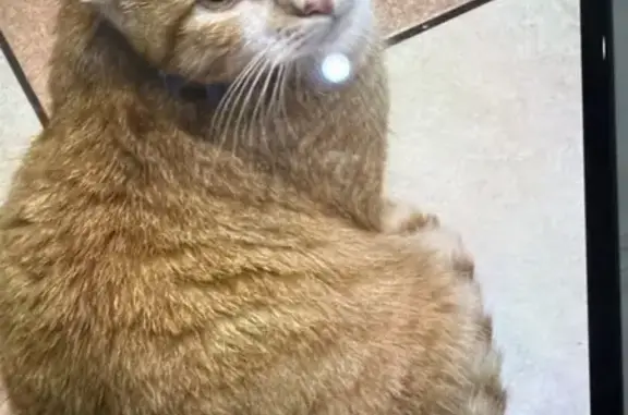 Пропала кошка, Пролетарская улица, 40-48А, Рославль - photo