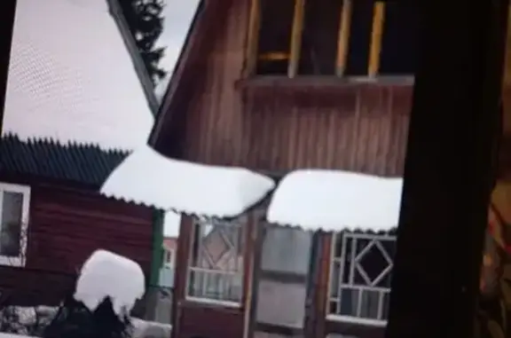 Найдена собака, Москва, фото: Найдена собака, Алтуфьевское шоссе (дублёр), 81Б, Москва - чёрная с белой грудкой