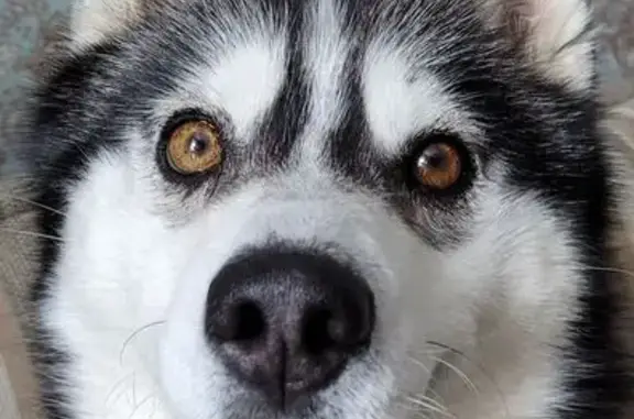 Найдена собака, Усады, фото: Найдена собака, Советская улица, Усады - девочка, примерно 2 года